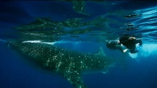 Dive encounters